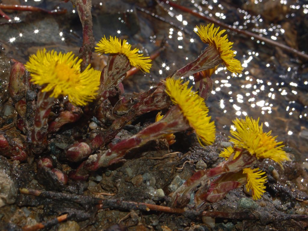 Altri fiori prinaverili in alta montagna - Tusillago farfara